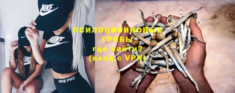 Галлюциногенные грибы Psilocybe  Курск 