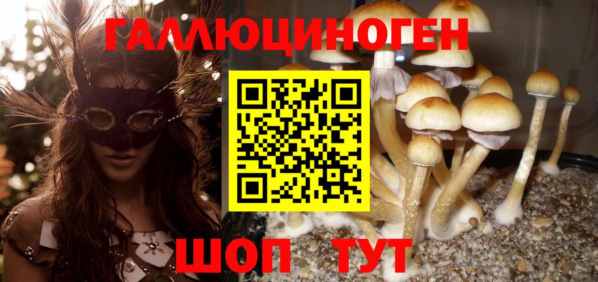 Псилоцибиновые грибы Psilocybe Курск